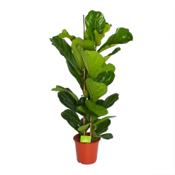 Ficus Lyrata - Tabaksplant - Toef - P24 H120 - Kamerplant