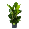 Ficus Lyrata - Tabaksplant - Toef - P34 H120 - Kamerplant 2 Ficus Lyrata - Tabaksplant - Toef - P34 H120 - Kamerplant -Tuin & Buiten Korting Winkel ficus lyrata tabaksplant toef p34 h120 1 3
