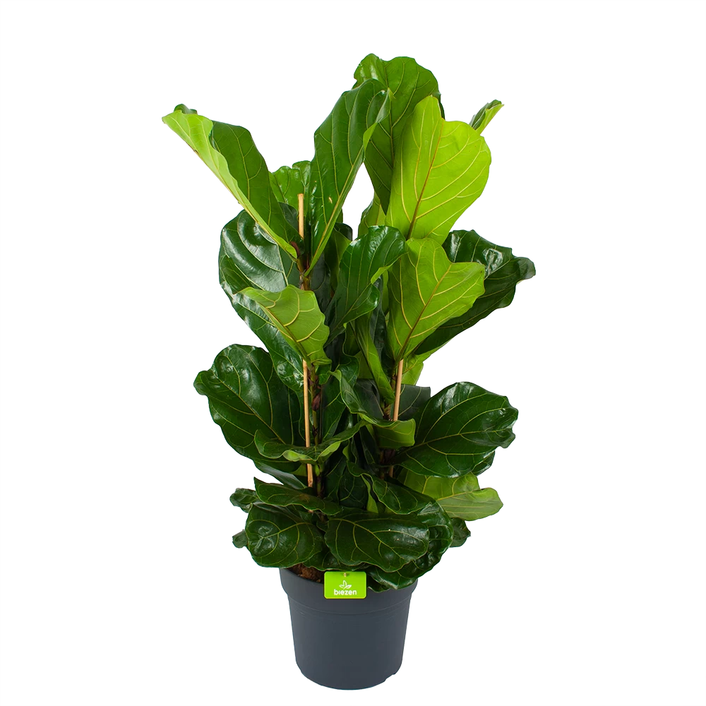 Ficus Lyrata - Tabaksplant - Toef - P34 H120 - Kamerplant 3 Ficus Lyrata - Tabaksplant - Toef - P34 H120 - Kamerplant