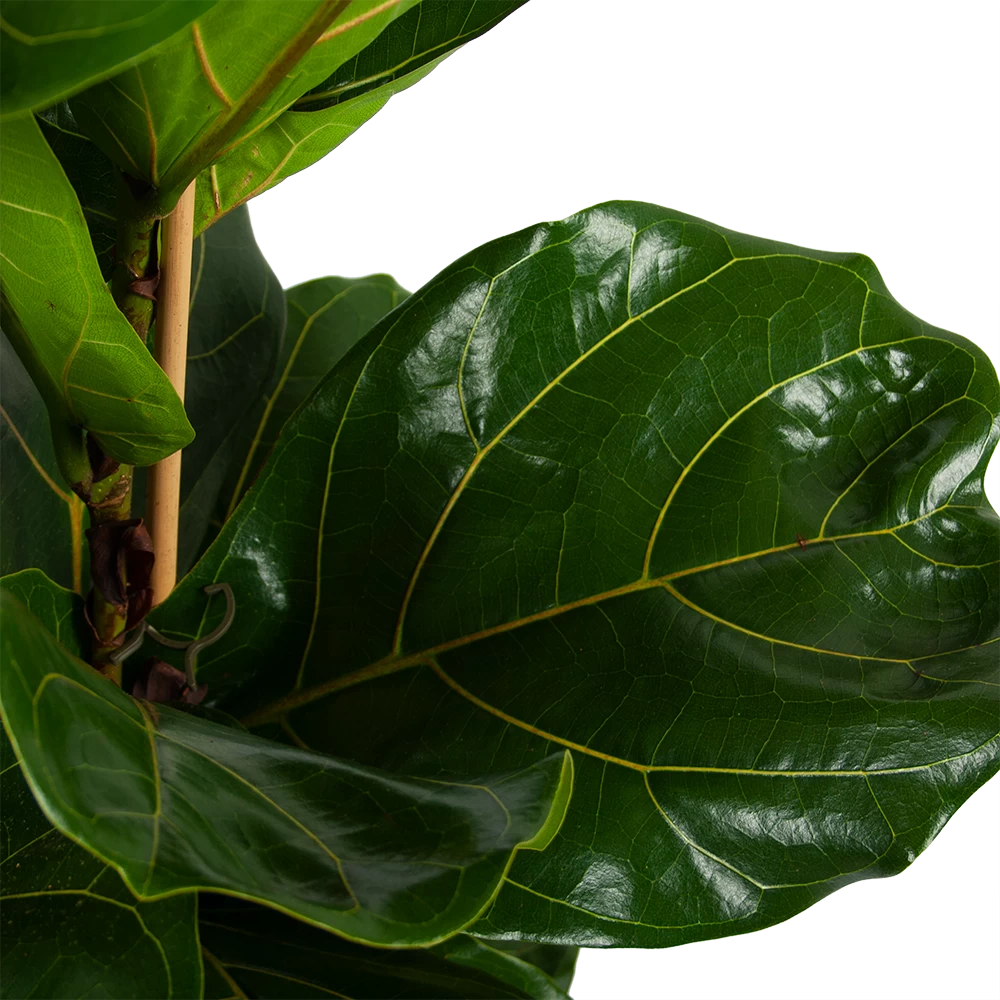Ficus Lyrata - Tabaksplant - Toef - P34 H120 - Kamerplant 4 Ficus Lyrata - Tabaksplant - Toef - P34 H120 - Kamerplant - Afbeelding 2