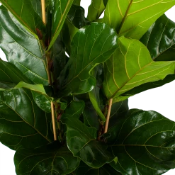Ficus Lyrata - Tabaksplant - Toef - P34 H120 - Kamerplant 9 Ficus Lyrata - Tabaksplant - Toef - P34 H120 - Kamerplant -Tuin & Buiten Korting Winkel ficus lyrata tabaksplant toef p34 h120 5 3