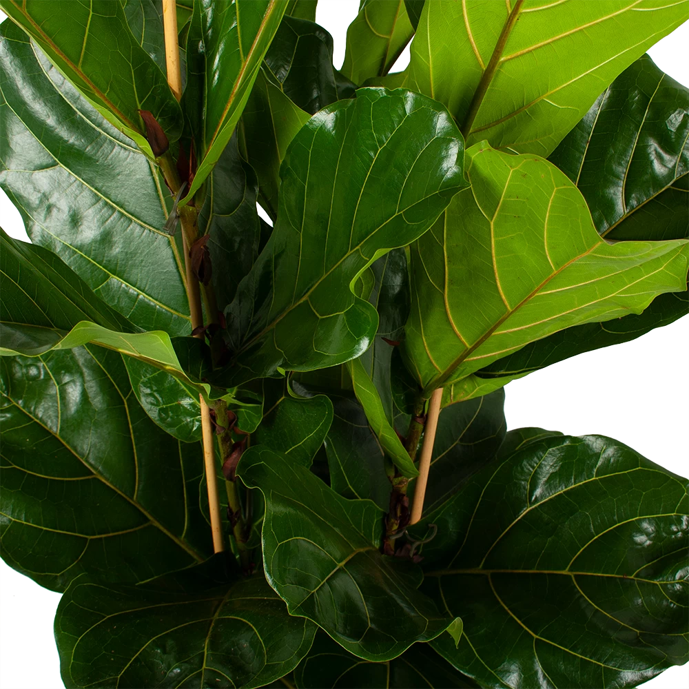 Ficus Lyrata - Tabaksplant - Toef - P34 H120 - Kamerplant 5 Ficus Lyrata - Tabaksplant - Toef - P34 H120 - Kamerplant - Afbeelding 3
