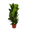 Ficus Lyrata - Tabaksplant - Toef - P35 H150 - Kamerplant 2 Ficus Lyrata - Tabaksplant - Toef - P35 H150 - Kamerplant -Tuin & Buiten Korting Winkel ficus lyrata tabaksplant toef p35 h150 1