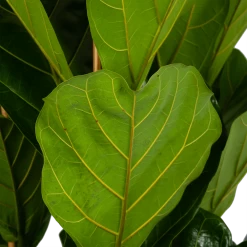 Ficus Lyrata - Tabaksplant - Toef - P35 H150 - Kamerplant -Tuin & Buiten Korting Winkel ficus lyrata tabaksplant toef p35 h150 6