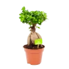 Ficus Microcarpa Ginseng - Bonsai - P17 H40 - Kamerplant -Tuin & Buiten Korting Winkel ficus microcarpa ginseng bonsai p17 h40 1