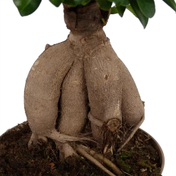 Ficus Microcarpa Ginseng - Bonsai - P20 H45 - Kamerplant -Tuin & Buiten Korting Winkel ficus microcarpa ginseng bonsai p20 h45 6