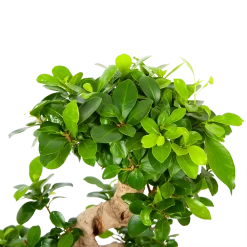 Ficus Microcarpa Ginseng - Bonsai - P21 H65 - Kamerplant -Tuin & Buiten Korting Winkel ficus microcarpa ginseng bonsai p21 h65 6