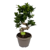 Ficus Microcarpa Ginseng - Bonsai - P25 H70 - Kamerplant 2 Ficus Microcarpa Ginseng - Bonsai - P25 H70 - Kamerplant -Tuin & Buiten Korting Winkel ficus microcarpa ginseng bonsai p25 h70 1
