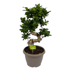 Ficus Microcarpa Ginseng - Bonsai - P25 H70 - Kamerplant