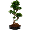 Ficus Microcarpa Ginseng In Zwarte Pot - Bonsai - P52 H100 - Kamerplant