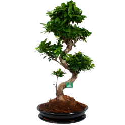 Ficus Microcarpa Ginseng In Zwarte Pot - Bonsai - P52 H100 - Kamerplant