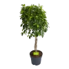 Ficus Microcarpa Nitida Op Gevlochten Stam - Treurvijg - P24 H100 - Kamerplant -Tuin & Buiten Korting Winkel ficus microcarpa nitida op gevlochten stam treurvijg p24 h100 1