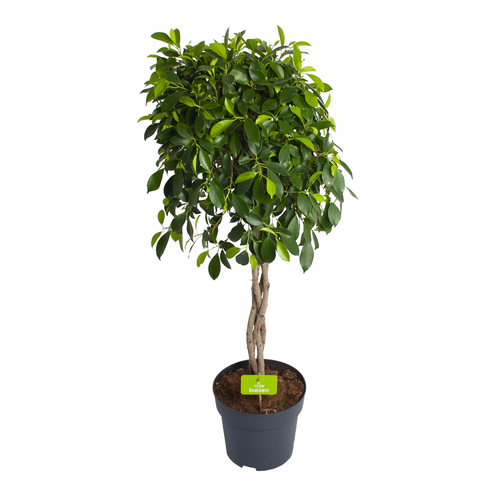 Ficus Microcarpa Nitida Op Gevlochten Stam - Treurvijg - P24 H100 - Kamerplant 3 Ficus Microcarpa Nitida Op Gevlochten Stam - Treurvijg - P24 H100 - Kamerplant