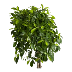 Ficus Microcarpa Nitida Op Gevlochten Stam - Treurvijg - P24 H100 - Kamerplant 8 Ficus Microcarpa Nitida Op Gevlochten Stam - Treurvijg - P24 H100 - Kamerplant -Tuin & Buiten Korting Winkel ficus microcarpa nitida op gevlochten stam treurvijg p24 h100 2