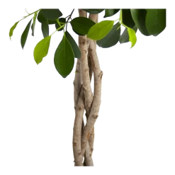 Ficus Microcarpa Nitida Op Gevlochten Stam - Treurvijg - P24 H100 - Kamerplant 9 Ficus Microcarpa Nitida Op Gevlochten Stam - Treurvijg - P24 H100 - Kamerplant -Tuin & Buiten Korting Winkel ficus microcarpa nitida op gevlochten stam treurvijg p24 h100 3