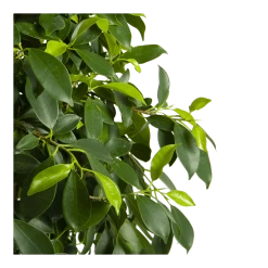 Ficus Microcarpa Nitida Op Gevlochten Stam - Treurvijg - P24 H100 - Kamerplant 10 Ficus Microcarpa Nitida Op Gevlochten Stam - Treurvijg - P24 H100 - Kamerplant -Tuin & Buiten Korting Winkel ficus microcarpa nitida op gevlochten stam treurvijg p24 h100 4