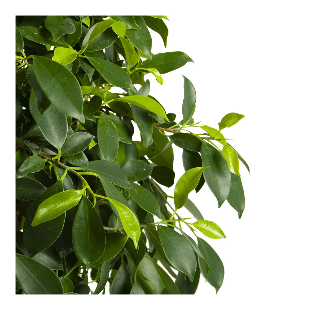 Ficus Microcarpa Nitida Op Gevlochten Stam - Treurvijg - P24 H100 - Kamerplant 6 Ficus Microcarpa Nitida Op Gevlochten Stam - Treurvijg - P24 H100 - Kamerplant - Afbeelding 4