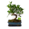 Ficus Retusa Taiwan - Bonsai - P29 H50 - Kamerplant 1 Ficus Retusa Taiwan - Bonsai - P29 H50 - Kamerplant -Tuin & Buiten Korting Winkel ficus retusa taiwan bonsai p29 h50 1