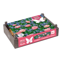 Flower Crate Aladdin - 50st - Bloembollen - Baltus