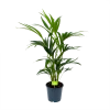 Kentiapalm - Howea Forsteriana - P19 H80 - Kamerplant -Tuin & Buiten Korting Winkel kentiapalm howea forsteriana p19 h80 1