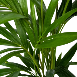 Kentiapalm - Howea Forsteriana - P19 H80 - Kamerplant -Tuin & Buiten Korting Winkel kentiapalm howea forsteriana p19 h80 6