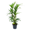 Kentiapalm - Howea Forsteriana - P19 H90 - Kamerplant -Tuin & Buiten Korting Winkel kentiapalm howea forsteriana p19 h90 1 1