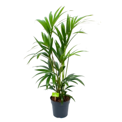 Kentiapalm - Howea Forsteriana - P19 H90 - Kamerplant