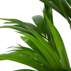 Kentiapalm - Howea Forsteriana - P21 H120 - Kamerplant -Tuin & Buiten Korting Winkel kentiapalm howea forsteriana p21 h120 6
