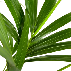 Kentiapalm - Howea Forsteriana - P21 H140 - Kamerplant -Tuin & Buiten Korting Winkel kentiapalm howea forsteriana p21 h140 5