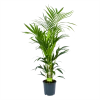 Kentiapalm - Howea Forsteriana - P24 H150 - Kamerplant