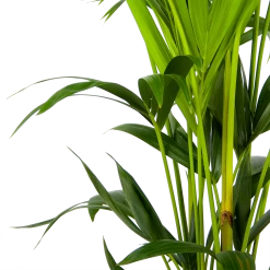 Kentiapalm - Howea Forsteriana - P24 H150 - Kamerplant -Tuin & Buiten Korting Winkel kentiapalm howea forsteriana p24 h150 3