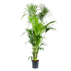 Kentiapalm - Howea Forsteriana - P24 H200 - Kamerplant