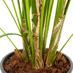 Voorkant -Tuin & Buiten Korting Winkel kentiapalm howea forsteriana p24 h200 5