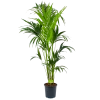 Kentiapalm - Howea Forsteriana - P24 H170 - Kamerplant