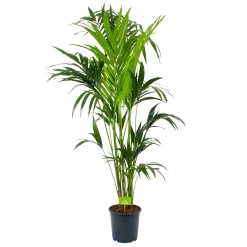 Kentiapalm - Howea Forsteriana - P24 H170 - Kamerplant