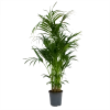 Kentiapalm - Howea Forsteriana - P27 H170 - Kamerplant