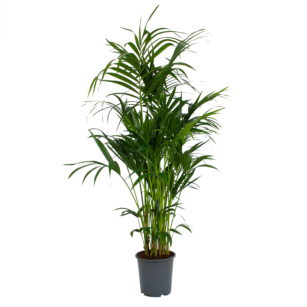 Kentiapalm - Howea Forsteriana - P27 H170 - Kamerplant 3 Kentiapalm - Howea Forsteriana - P27 H170 - Kamerplant
