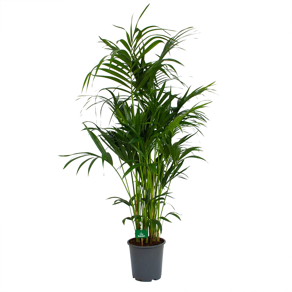 Kentiapalm - Howea Forsteriana - P27 H170 - Kamerplant 4 Kentiapalm - Howea Forsteriana - P27 H170 - Kamerplant - Afbeelding 2