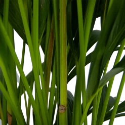 Kentiapalm - Howea Forsteriana - P27 H170 - Kamerplant 9 Kentiapalm - Howea Forsteriana - P27 H170 - Kamerplant -Tuin & Buiten Korting Winkel kentiapalm howea forsteriana p27 h170 5