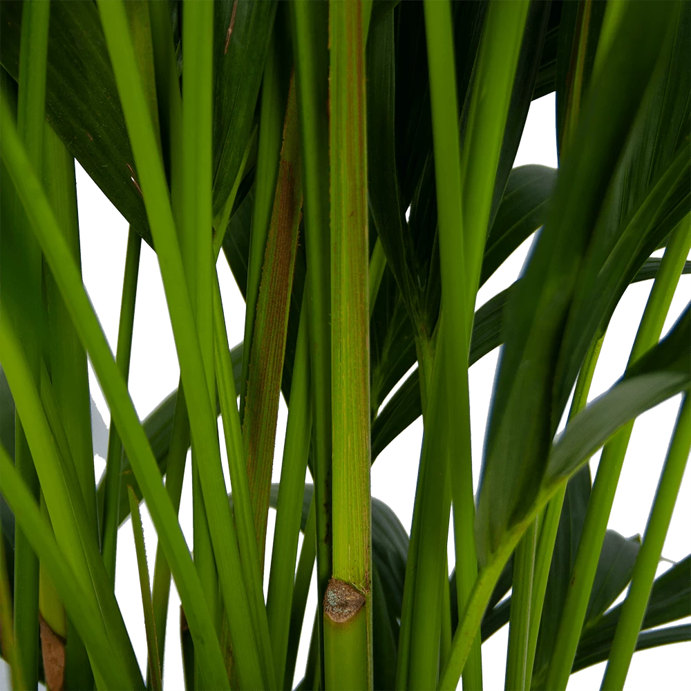 Kentiapalm - Howea Forsteriana - P27 H170 - Kamerplant 5 Kentiapalm - Howea Forsteriana - P27 H170 - Kamerplant - Afbeelding 3