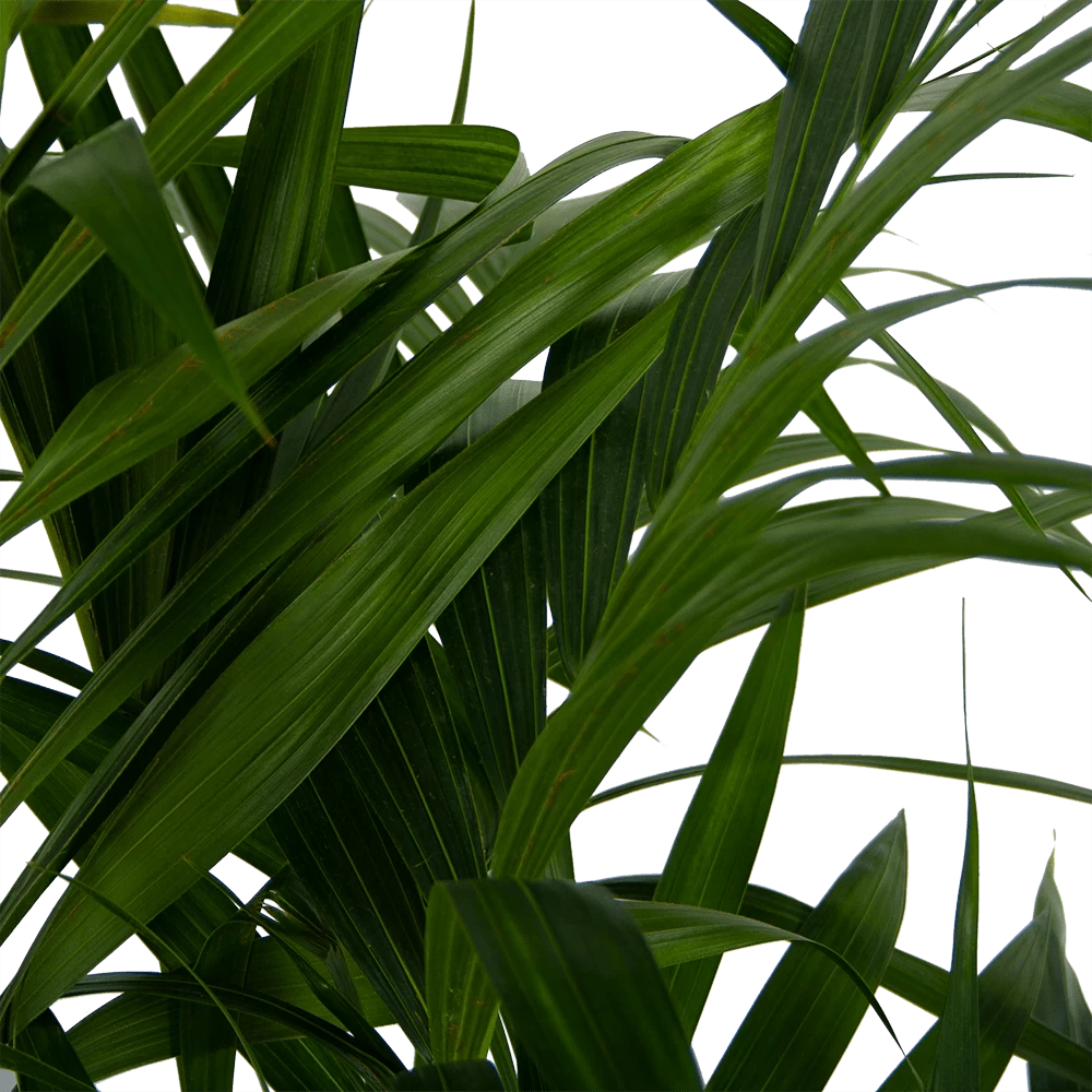 Kentiapalm - Howea Forsteriana - P27 H170 - Kamerplant 6 Kentiapalm - Howea Forsteriana - P27 H170 - Kamerplant - Afbeelding 4