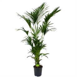 Kentiapalm - Howea Forsteriana - P27 H200 - Kamerplant
