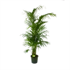 Kentiapalm - Howea Forsteriana - P30 H210 - Kamerplant -Tuin & Buiten Korting Winkel kentiapalm howea forsteriana p30 h210 1