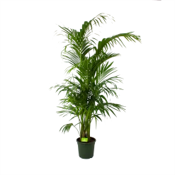 Kentiapalm - Howea Forsteriana - P30 H210 - Kamerplant