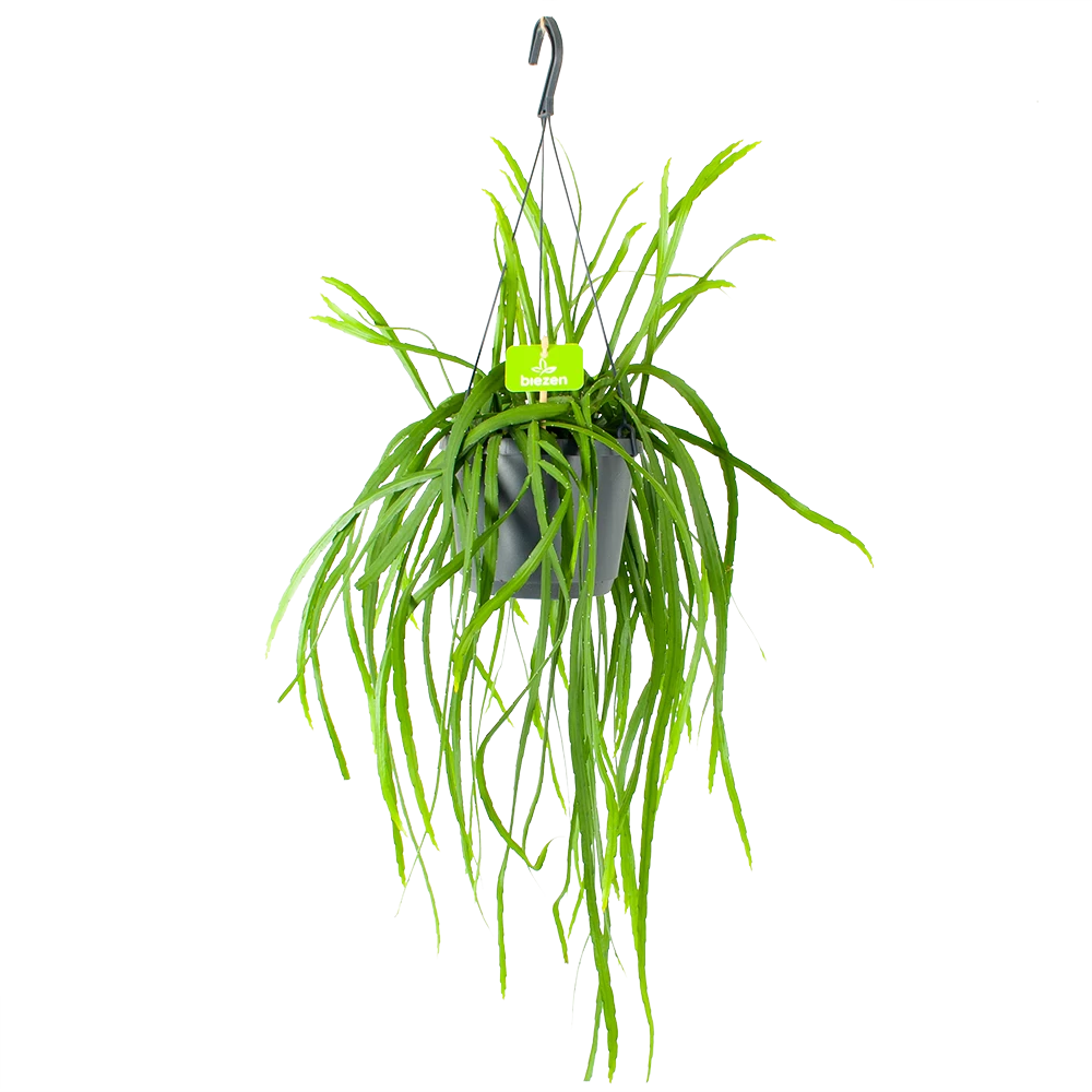 Lepismium Bolivianum - In Hangpot - P17 H40 - Kamerplant 3 Lepismium Bolivianum - In Hangpot - P17 H40 - Kamerplant