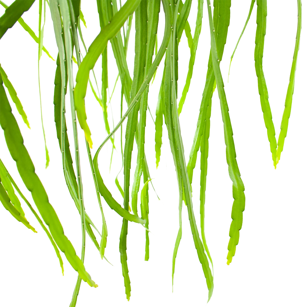 Lepismium Bolivianum - In Hangpot - P17 H40 - Kamerplant 4 Lepismium Bolivianum - In Hangpot - P17 H40 - Kamerplant - Afbeelding 2