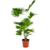 Livistona Rotundifolia - Chinese Schermpalm - P24 H100 - Kamerplant -Tuin & Buiten Korting Winkel livistona rotundifolia chinese schermpalm p24 h100 kamerplant 1