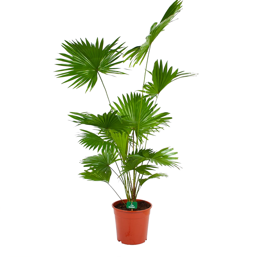 Livistona Rotundifolia - Chinese Schermpalm - P24 H100 - Kamerplant 3 Livistona Rotundifolia - Chinese Schermpalm - P24 H100 - Kamerplant