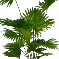 Livistona Rotundifolia - Chinese Schermpalm - P24 H100 - Kamerplant 7 Livistona Rotundifolia - Chinese Schermpalm - P24 H100 - Kamerplant -Tuin & Buiten Korting Winkel livistona rotundifolia chinese schermpalm p24 h100 kamerplant 2