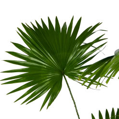 Livistona Rotundifolia - Chinese Schermpalm - P24 H100 - Kamerplant 8 Livistona Rotundifolia - Chinese Schermpalm - P24 H100 - Kamerplant -Tuin & Buiten Korting Winkel livistona rotundifolia chinese schermpalm p24 h100 kamerplant 3